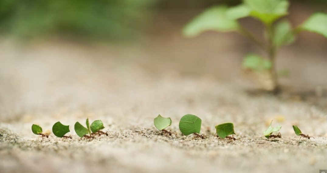 Rompe las cadenas de la pereza: mensaje para la juventud